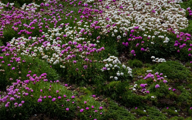 Armeria maritima - Sea Thrift 12-7841.jpg